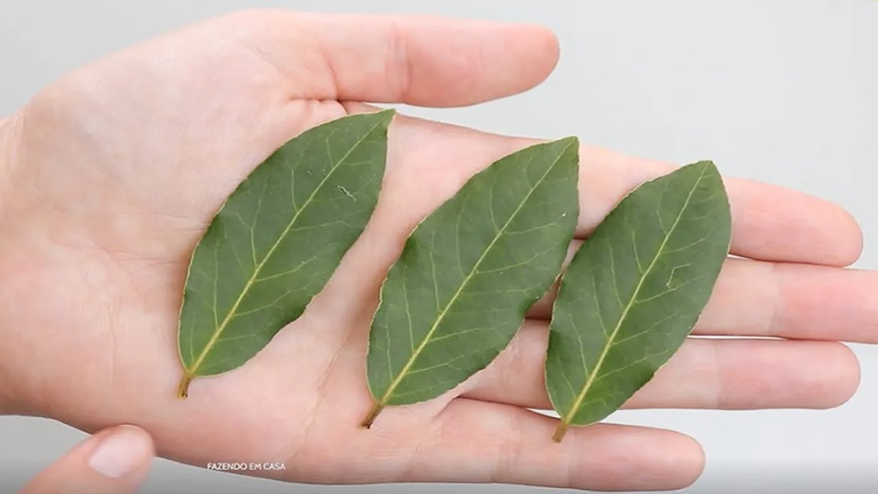 105 times stronger than garlic. Controls Diabetes, reduces body pain and inflammation.