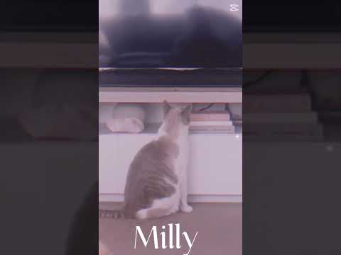 My cat Milly