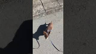 チワワ初めての外散歩...🐶