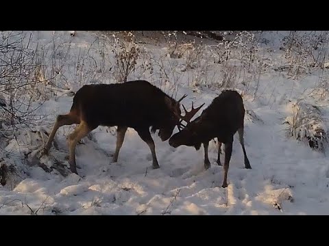 Leśni mocarze // Giant mooses - fotopułapka #18