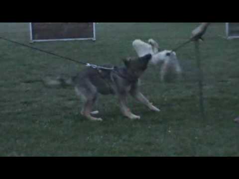 Lara z Jukasu - 2nd protection training - 3 months