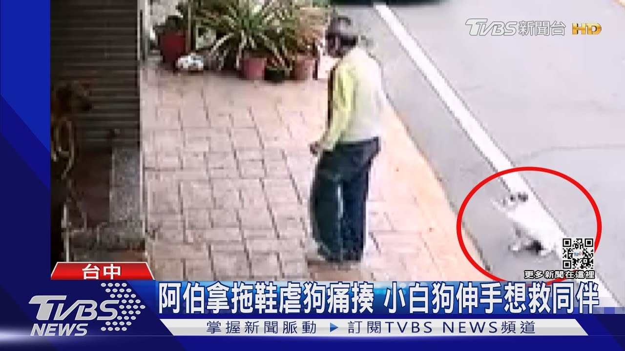 阿伯拿拖鞋虐狗痛揍　小白狗伸手想救同伴