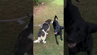 Video preview image #1 Australian Shepherd-Unknown Mix Puppy For Sale in Stratham, NH, USA