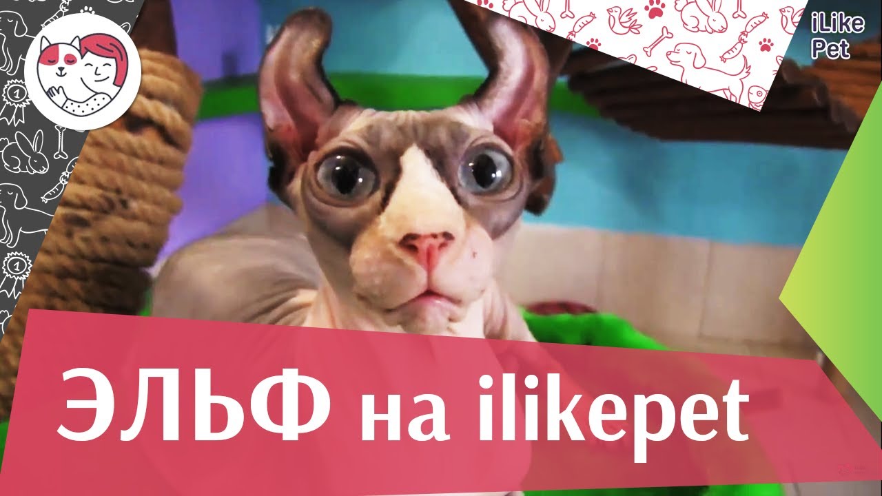 Эльф на ilikepet