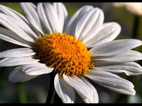 A. Lemanas - Paklydo ramunė