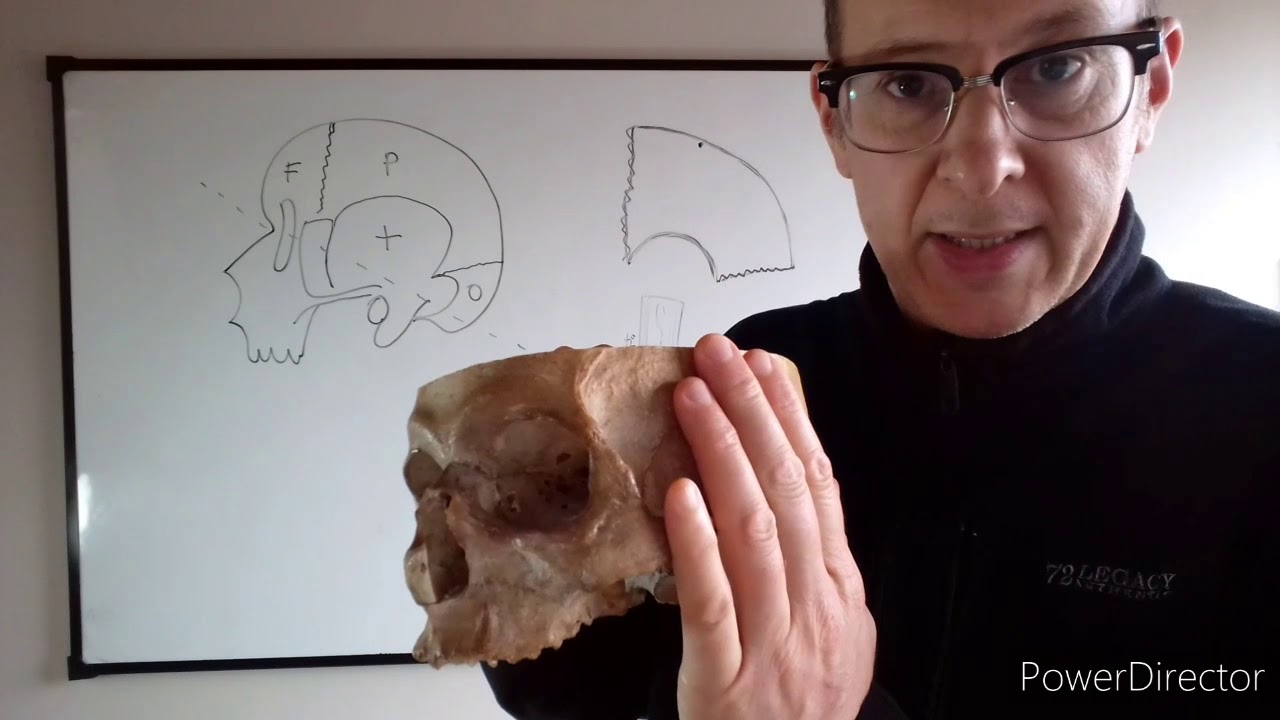 Teórico N° 18-b: Cráneo: parietal y esfenoides. Dr. Luciano Esborrat.