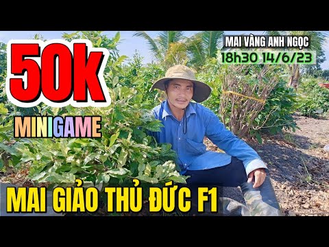 14/6🔴 Hàng ngàn cây mai tàng Long An bị A Ngọc gom hết rồi lời vài chục là bán chỉ có ở Chợ Sài Gòn