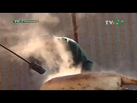 Sarea în bucate: Tăiatul porcului în Banat (@TVR3)