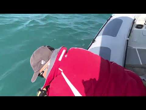 Dolphin rescue in Hong Kong Race Week 2023