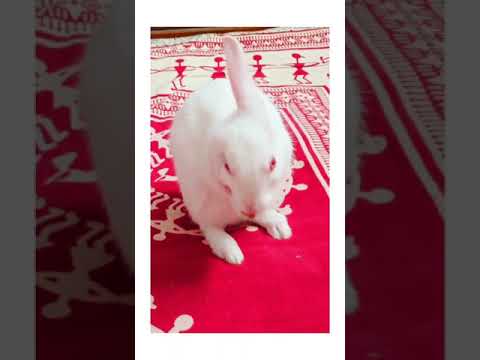 #shorts My Little Snow ❄️ Drop || Cute & Little Bunny 🐰❤️