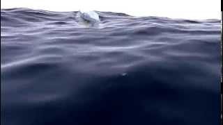 blender dynamic paint test (weight + paint + wave)