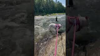 Video preview image #1 American Bulldog-Unknown Mix Puppy For Sale in Decatur, GA, USA