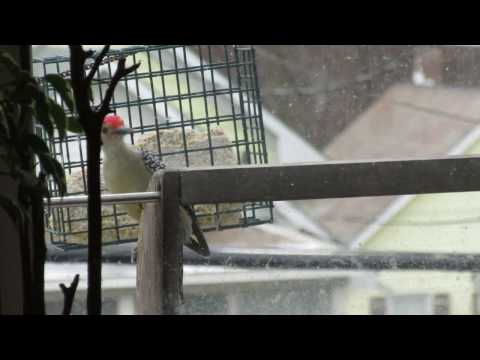 Red-Bellied Woodpecker loves suet!