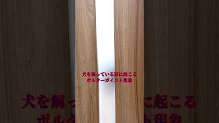 犬を飼うと起こるポルターガイスト現象。  #犬との暮らし #chihuahua #dog