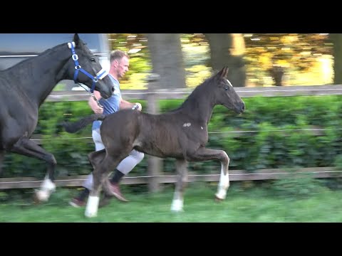 *2020 Hengst von Galaxy - Di Caprio SOLD!!!