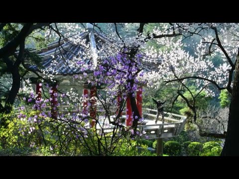 On Moran Hill in the Morning [DPRK Spotlight]