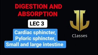Cardiac sphincter, pyloric sphincter small and large intestine 03 || DIGESTION AND ABSORPTION