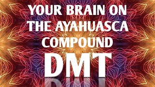 Your brain on the ayahuasca compound DMT  |  Dr. James Cooke