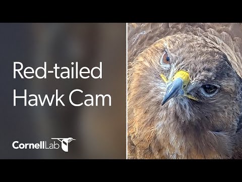 Cornell Red-tailed Hawks Live Cam - #CornellHawks | Cornell Lab