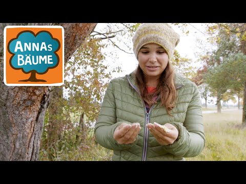 Kiefer | Annas Bäume | Reportage für Kinder