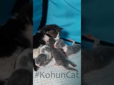 10 days old Maine Coon kitten trying to be a nanny for the new born British Shorthair