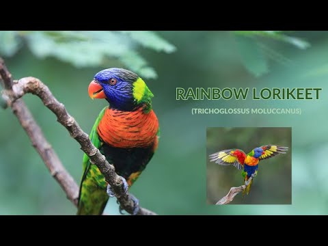 Rainbow Lorikeet - fakty o lori dúhovom