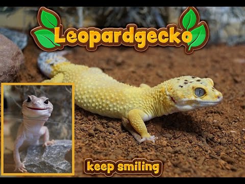 Leopardgeckos (Eublepharis macularius) - Einführung (1/4)