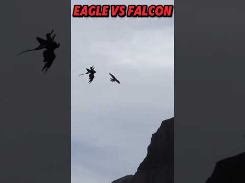 peregrine falcon Vs bald eagle #trending #animals #birds #peregrinefalcon #falcon #eagle #baldeagle