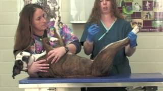 Veterinary Procedure - Obtaining a Urine Sample