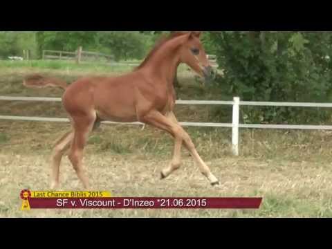 KN 31 SF v. Viscount - D'Inzeo