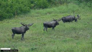 New Dominant Bull Moose Coming of Age #bullmoose