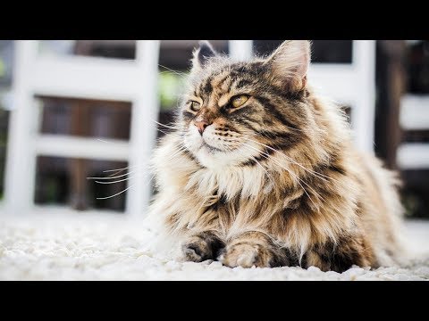 How to Groom a Persian Cat - Taking Care of Cats