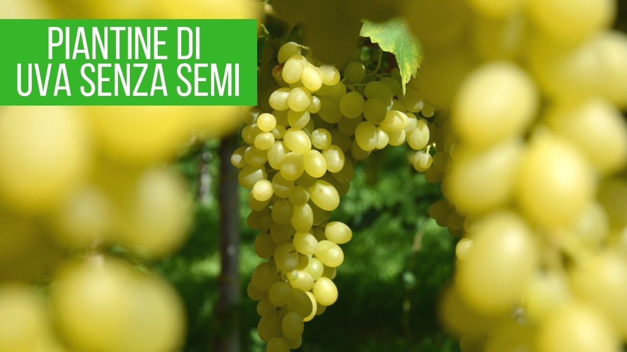 Watch Now Uva senza semi: ho comprato 6 piantine Uva senza semi: ho comprato 6 piantine