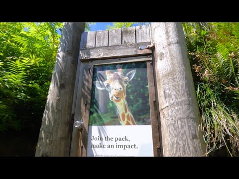 MEGA VLOG 617: a trip to the zoo! (Oregon Zoo 2022)
