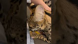 【おはようサーバルシリーズ⑯】