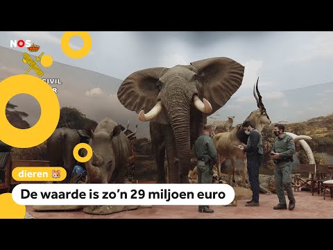 Spaanse politie vindt ruim duizend opgezette dieren