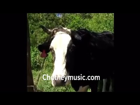 The Cow kick down the bucket of Milk  | Mr Ramchand - Jairam Dindial (Chutney Soca)