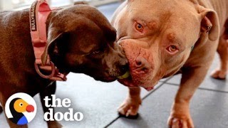 Pittie Siblings Are Complete Opposites | The Dodo by The Dodo
