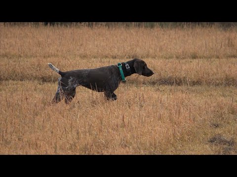 Quail Reserve, Working with Young German Shorthair Pointer