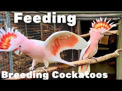 What to Feed Cockatoos When Breeding | Galah & Major Mitchell Cockatoos 