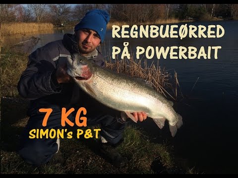 Regnbueørred på powerbait