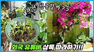 부겐베리아 삽목의 정석!! 외국 유튜버 따라하기!!