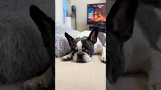 お散歩行けなくてラッキーな愛犬