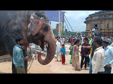 Sambhav taking Elephants blessing - sringeri temple
