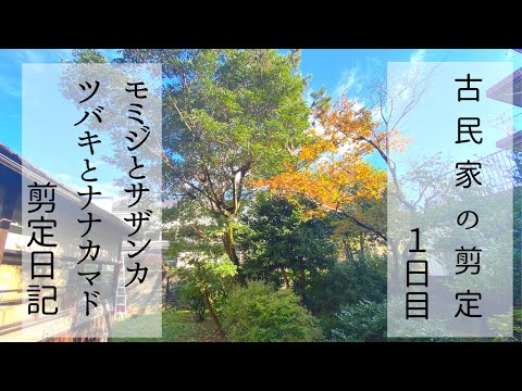 装飾的なナナカマド 植物