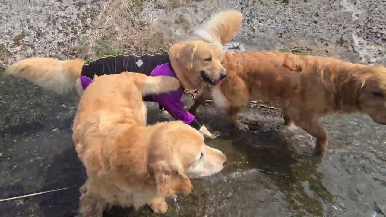 【3月28日に撮影】フクマル君とビスとイロハで仲良く散歩