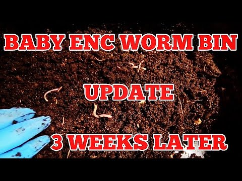 Baby ENC Worm Bin Springtail And Mushroom Situation Update After 3 Weeks | Vermicomposting System