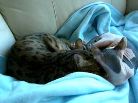 Venice & Dexter part 1, bengal vs sphynx