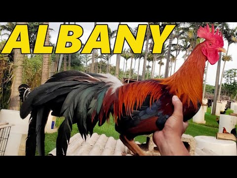 Albany Brownred Sweater - JORGE FARM