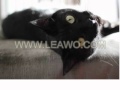 Alfie The Cat